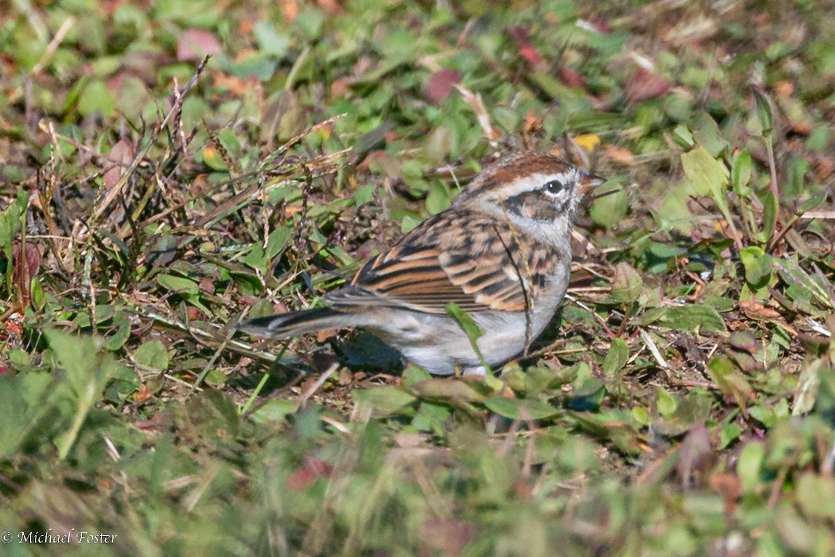 Chipping Sparrow - ML489805131