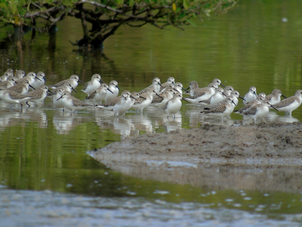 Correlimos de Alaska - ML489805441