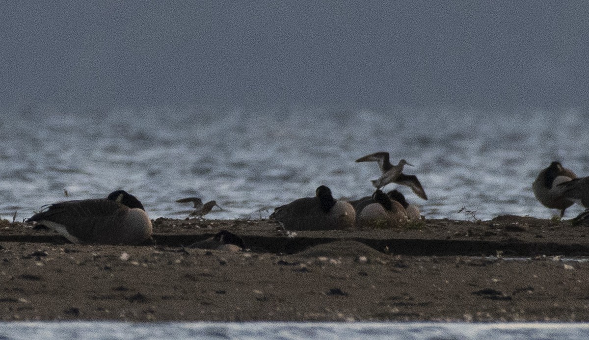 Hudsonian Godwit - ML489806111