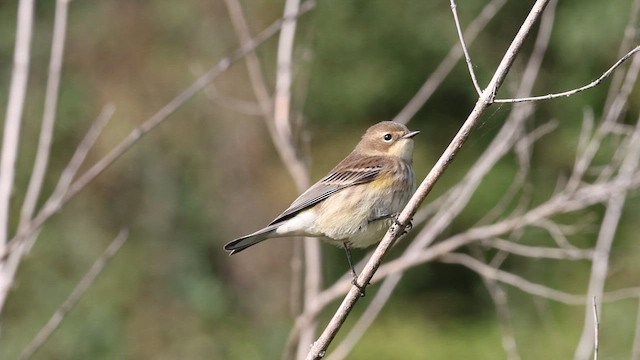 Yellow-rumped Warbler (Myrtle) - ML489806151