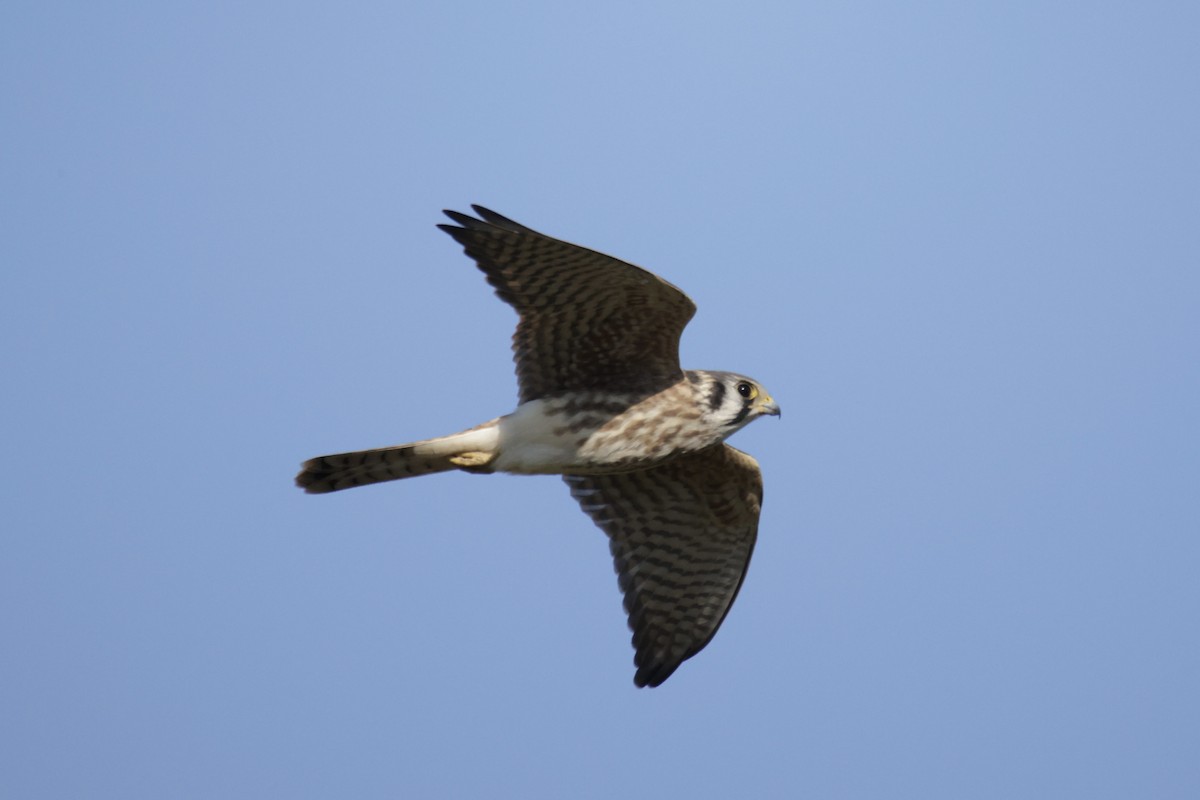 American Kestrel - ML489806671