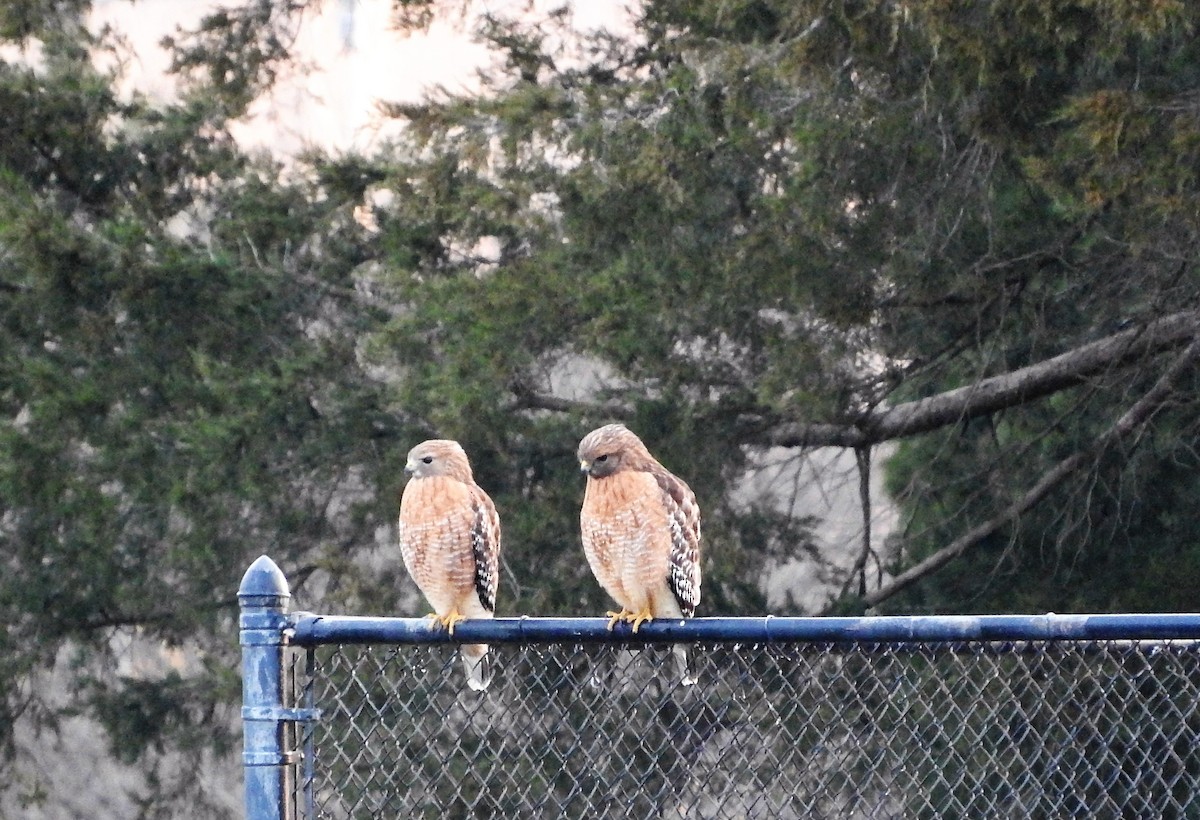 Red-shouldered Hawk - ML48980791