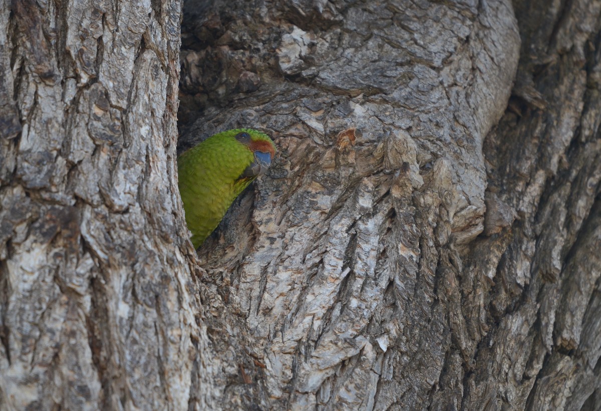 Austral Parakeet - ML489807961