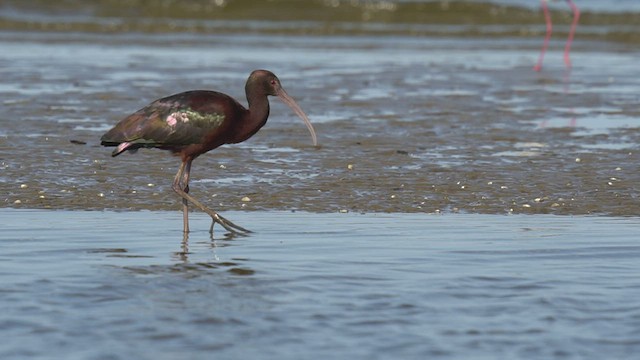 White-faced Ibis - ML489808651