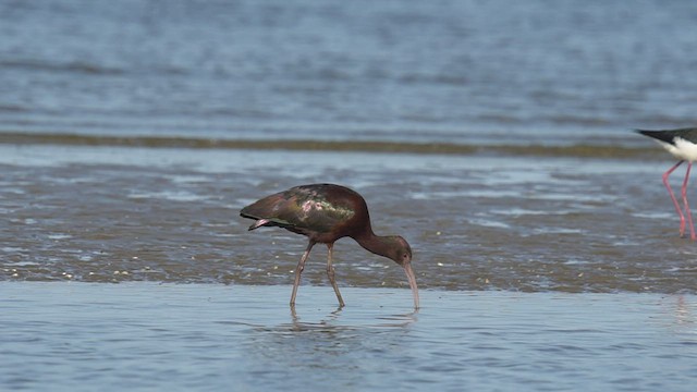 White-faced Ibis - ML489808661