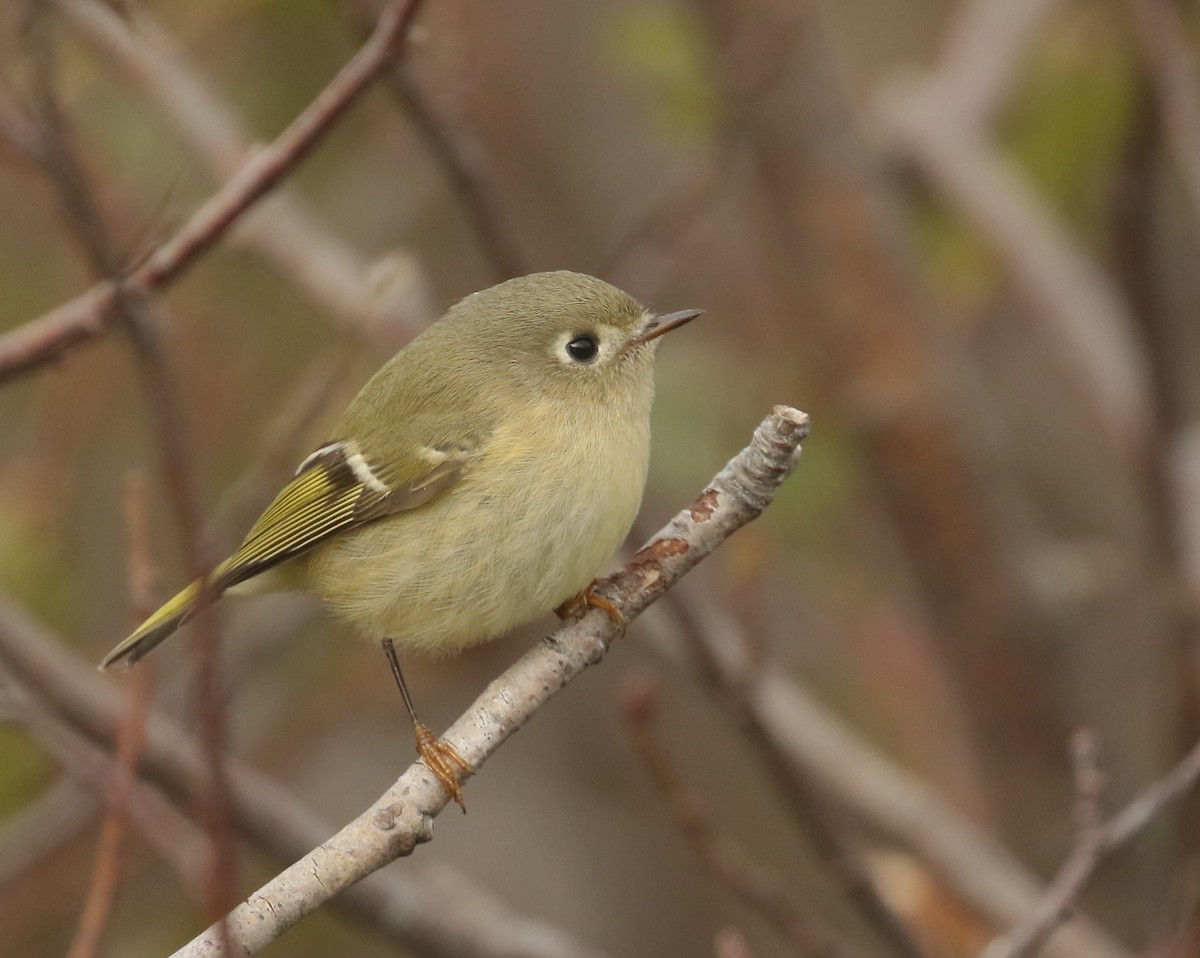 Ruby-crowned Kinglet - ML489809521