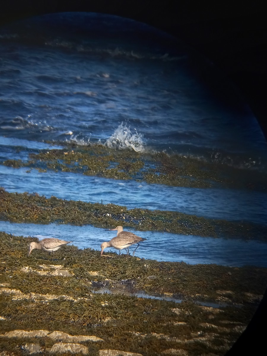 Hudsonian Godwit - ML489809641