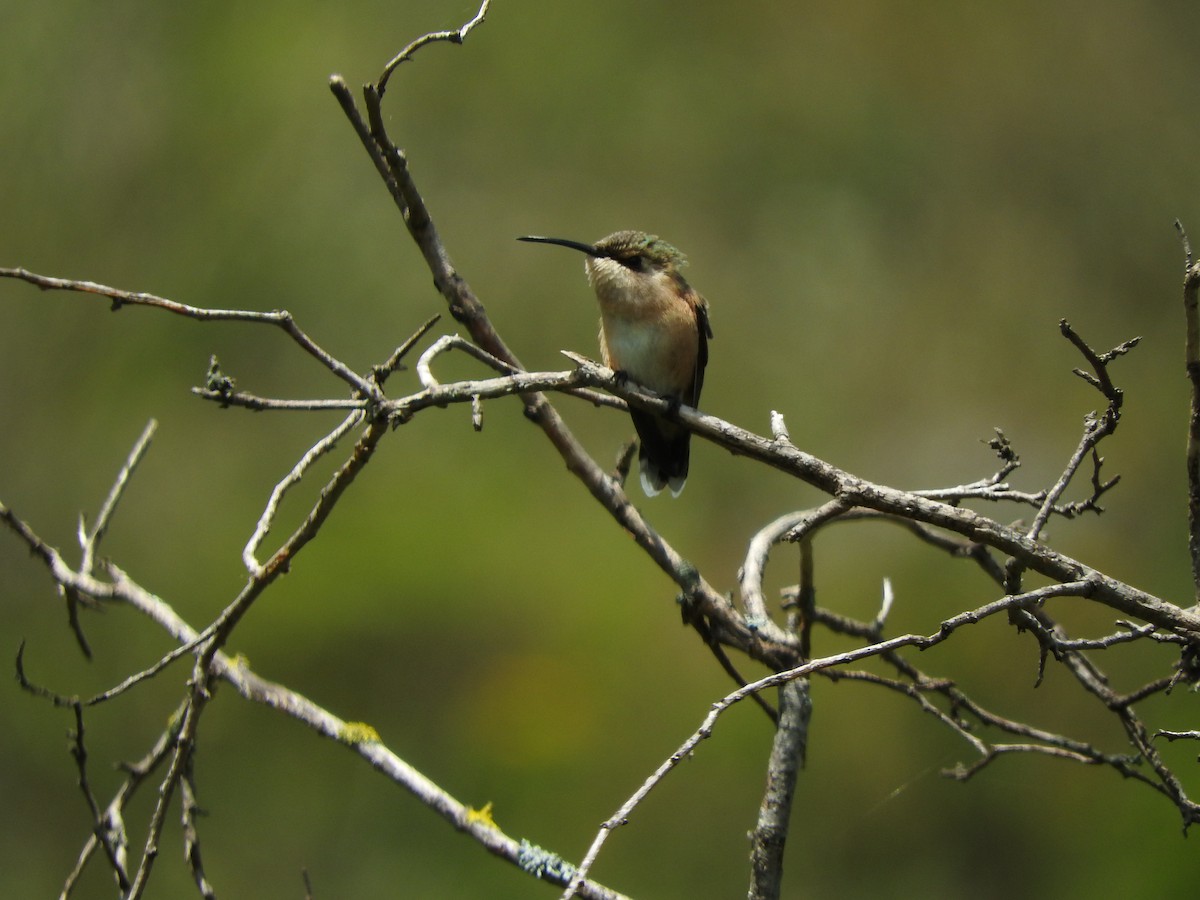 Lucifer Hummingbird - ML489810111