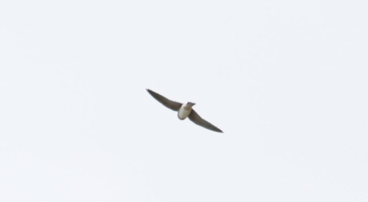 Northern Rough-winged Swallow - ML489810851
