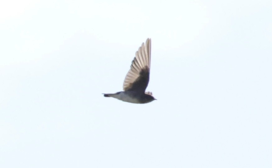 Northern Rough-winged Swallow - ML489810861