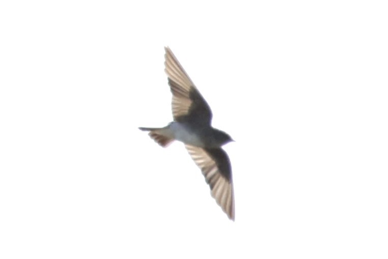 Northern Rough-winged Swallow - ML489810871
