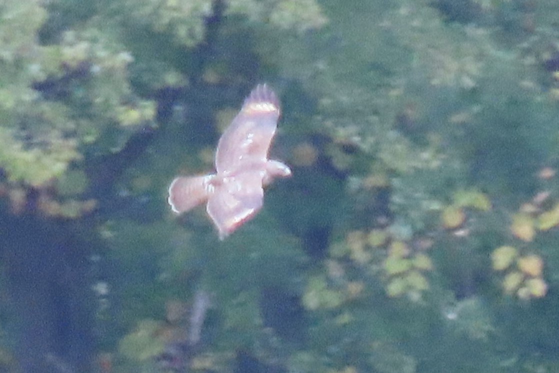 Red-shouldered Hawk - ML489812381