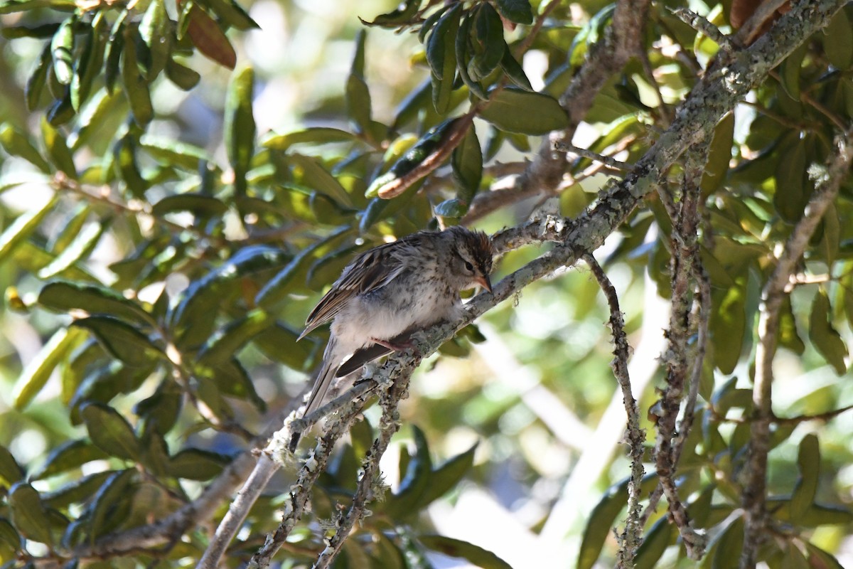 Chipping Sparrow - ML489813291