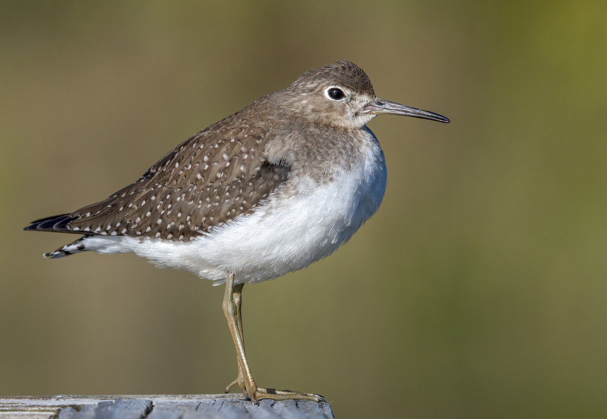 Solitary Sandpiper - ML489813341