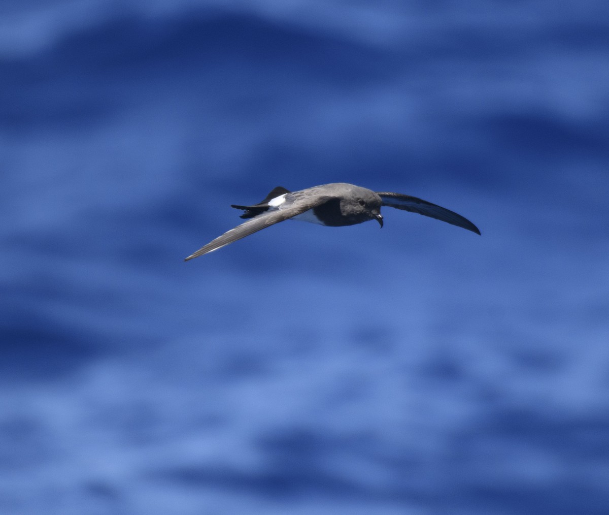 Black-bellied Storm-Petrel - ML489814651