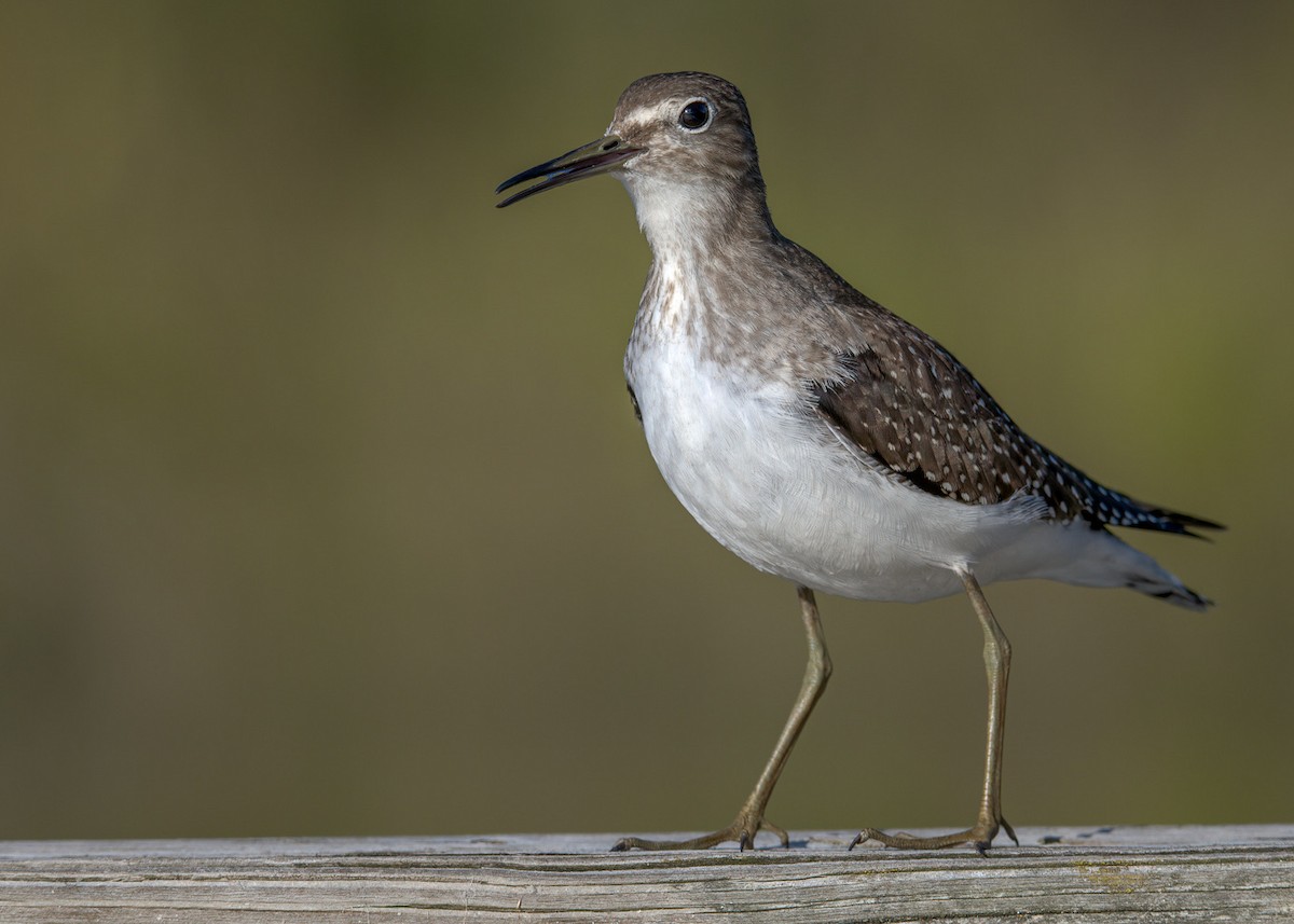 Solitary Sandpiper - ML489814731