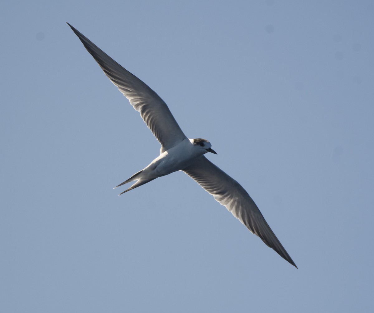 Common Tern - Campbell Paine