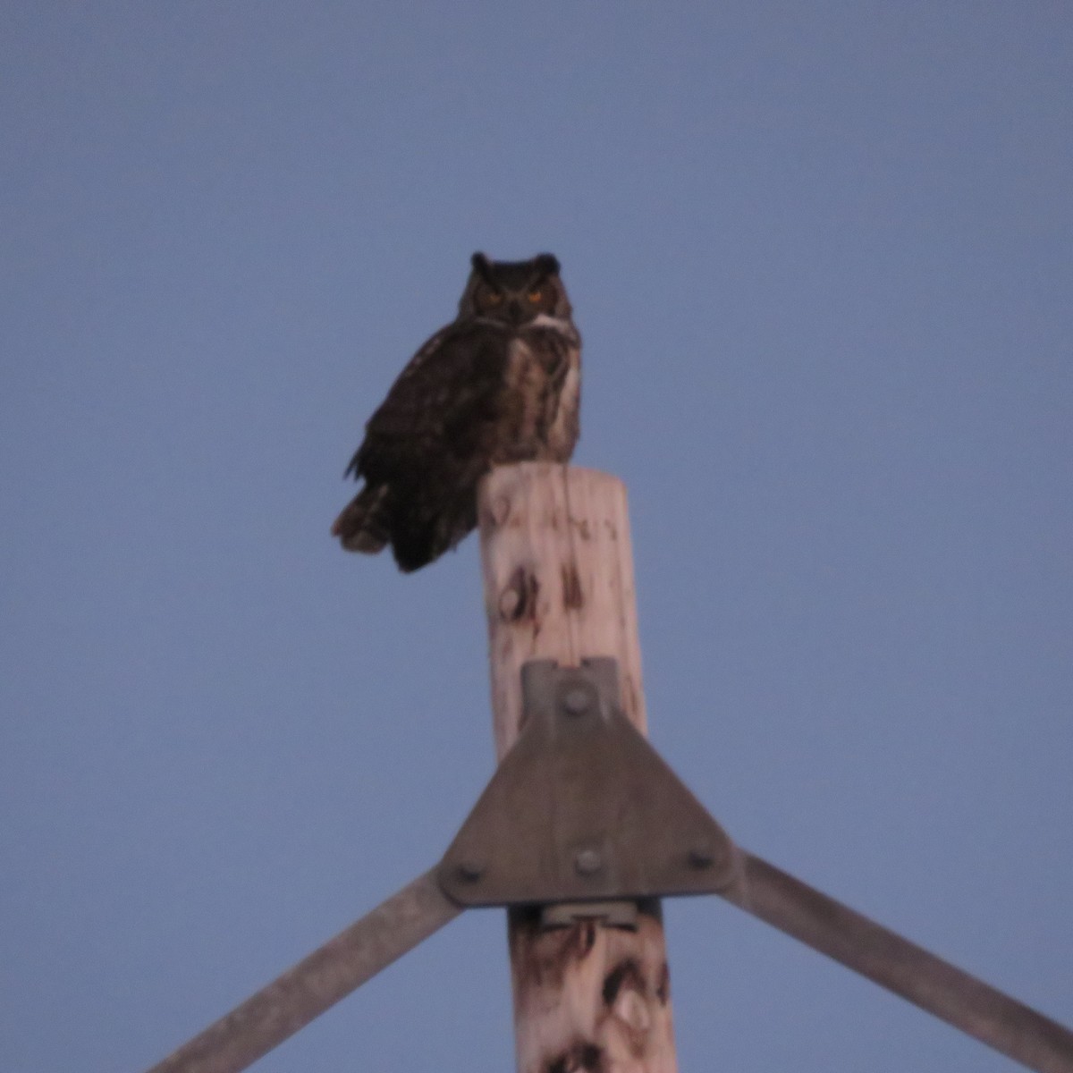 Great Horned Owl - ML48981731
