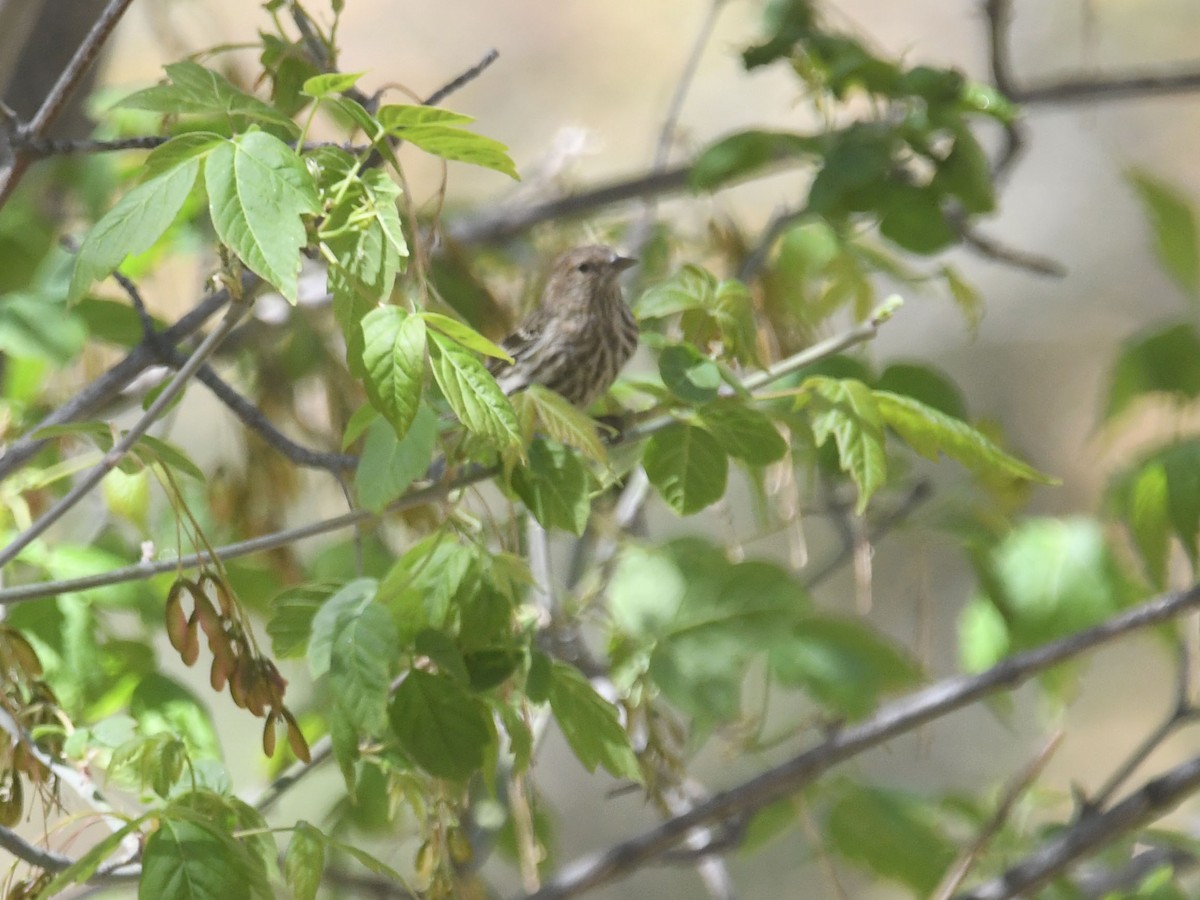 Pine Siskin - ML489817461