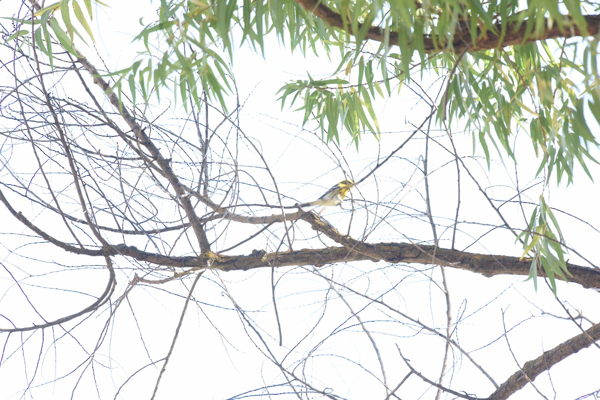 Townsend's Warbler - ML489818021