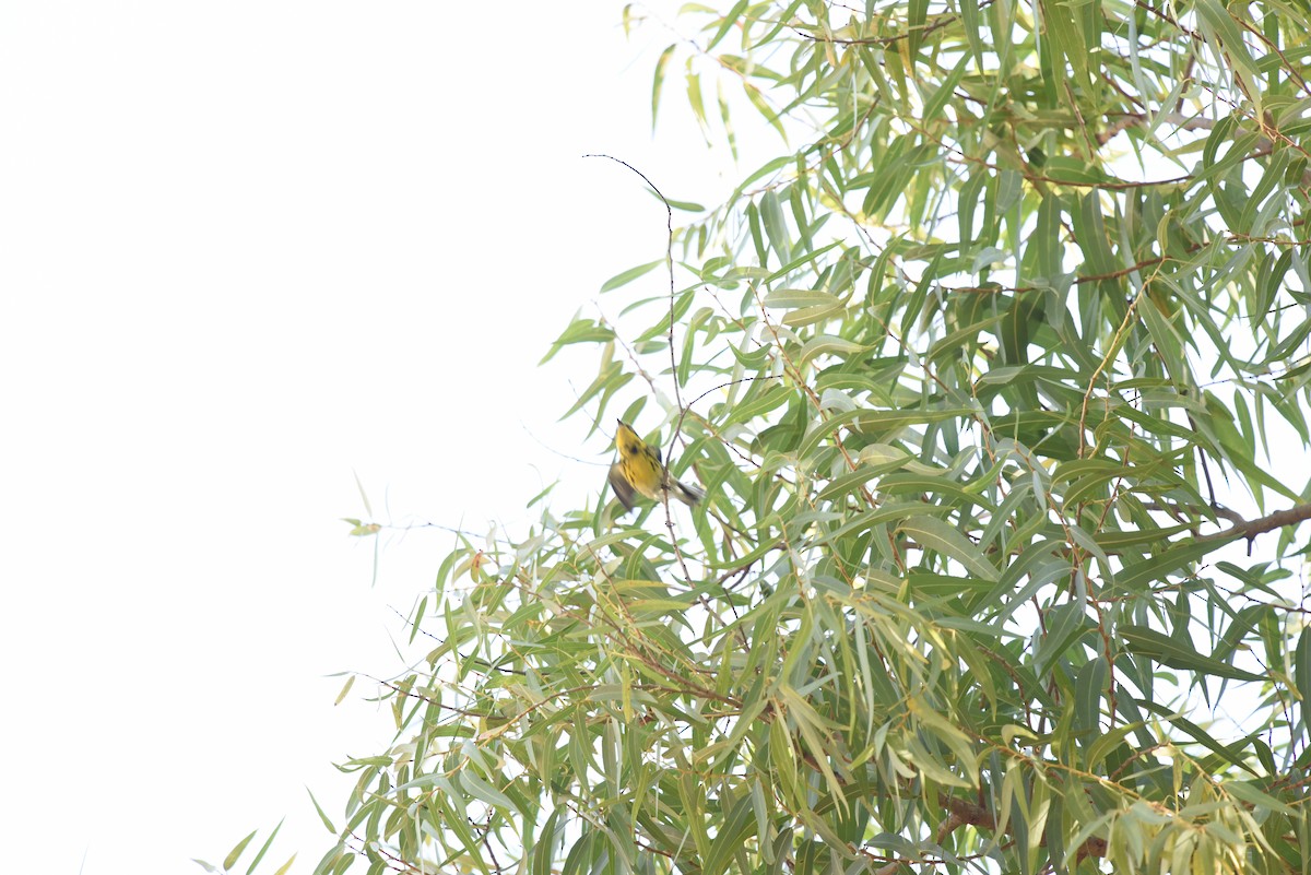 Townsend's Warbler - ML489818031