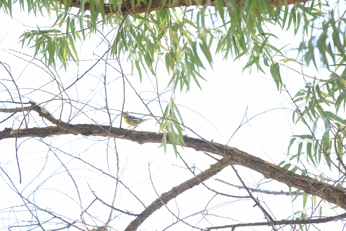 Townsend's Warbler - ML489818041