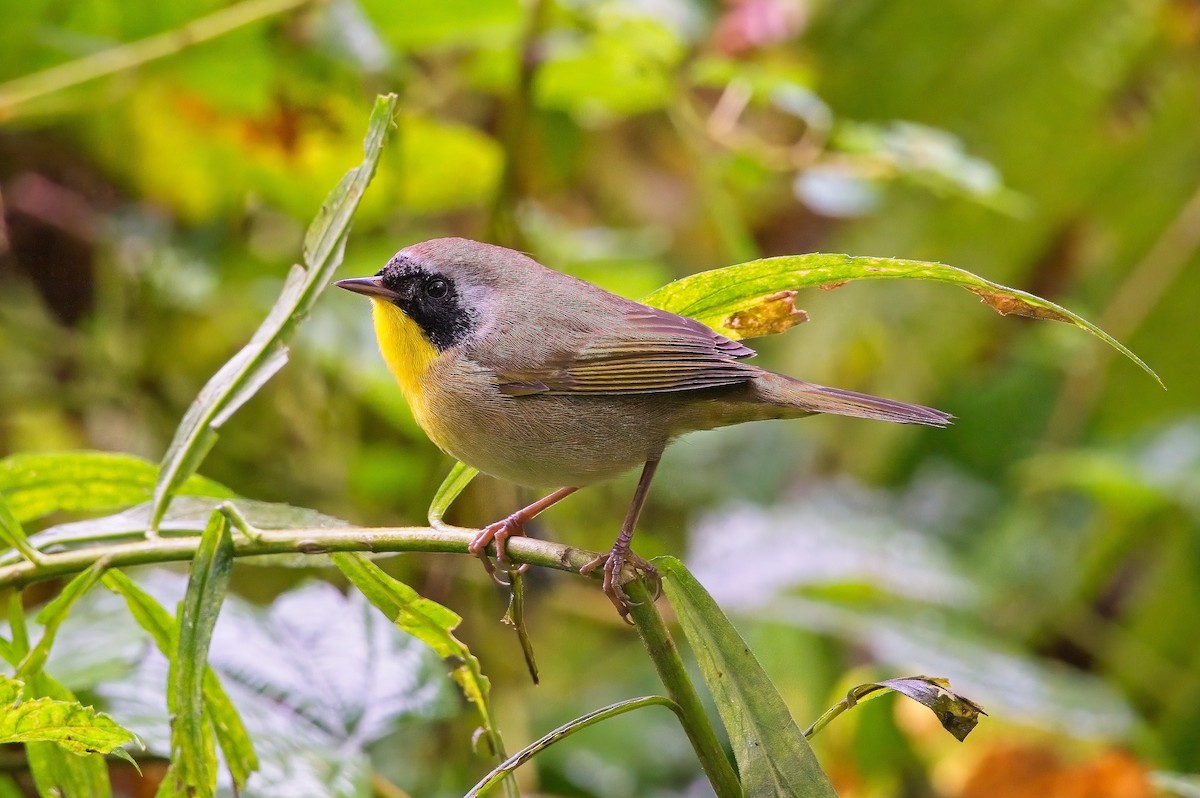 Common Yellowthroat - ML489818081