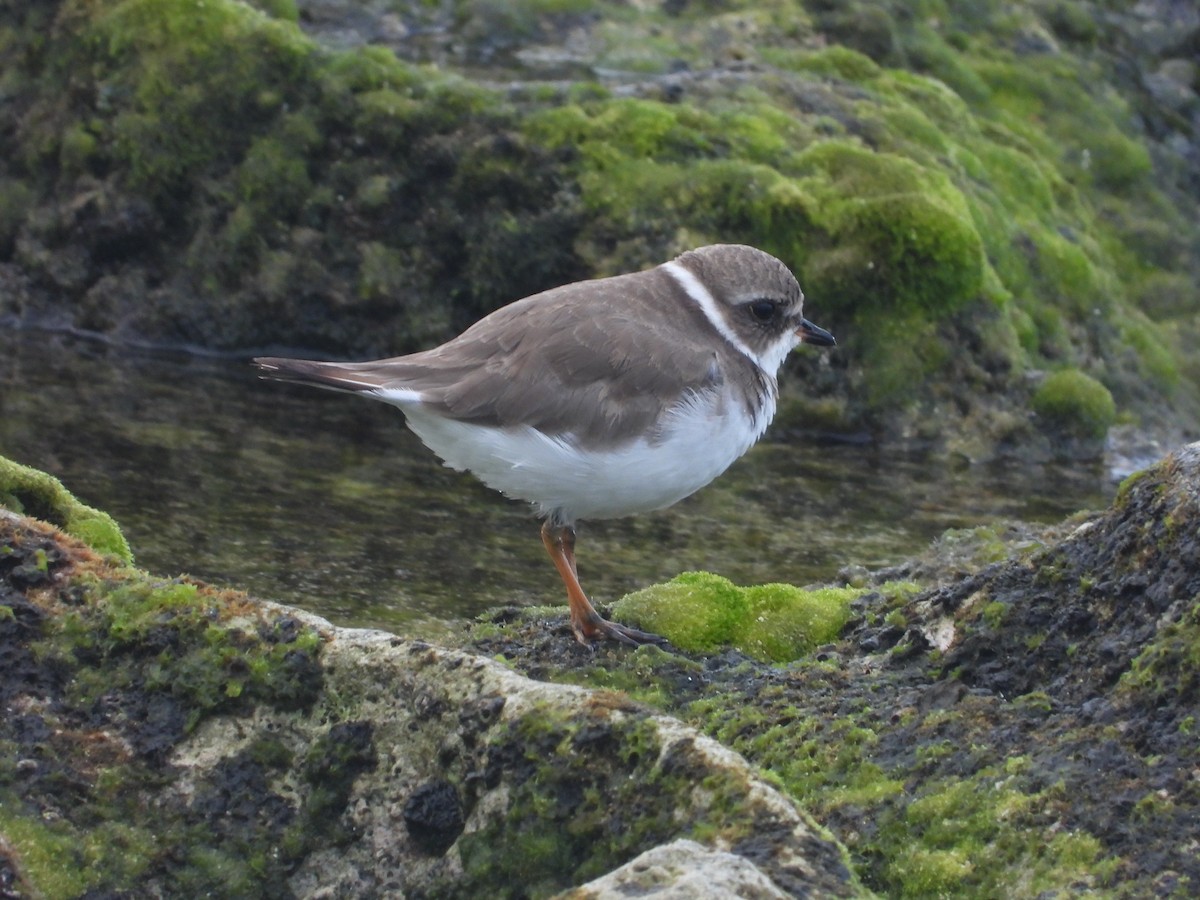 Semipalmated Plover - ML489818401