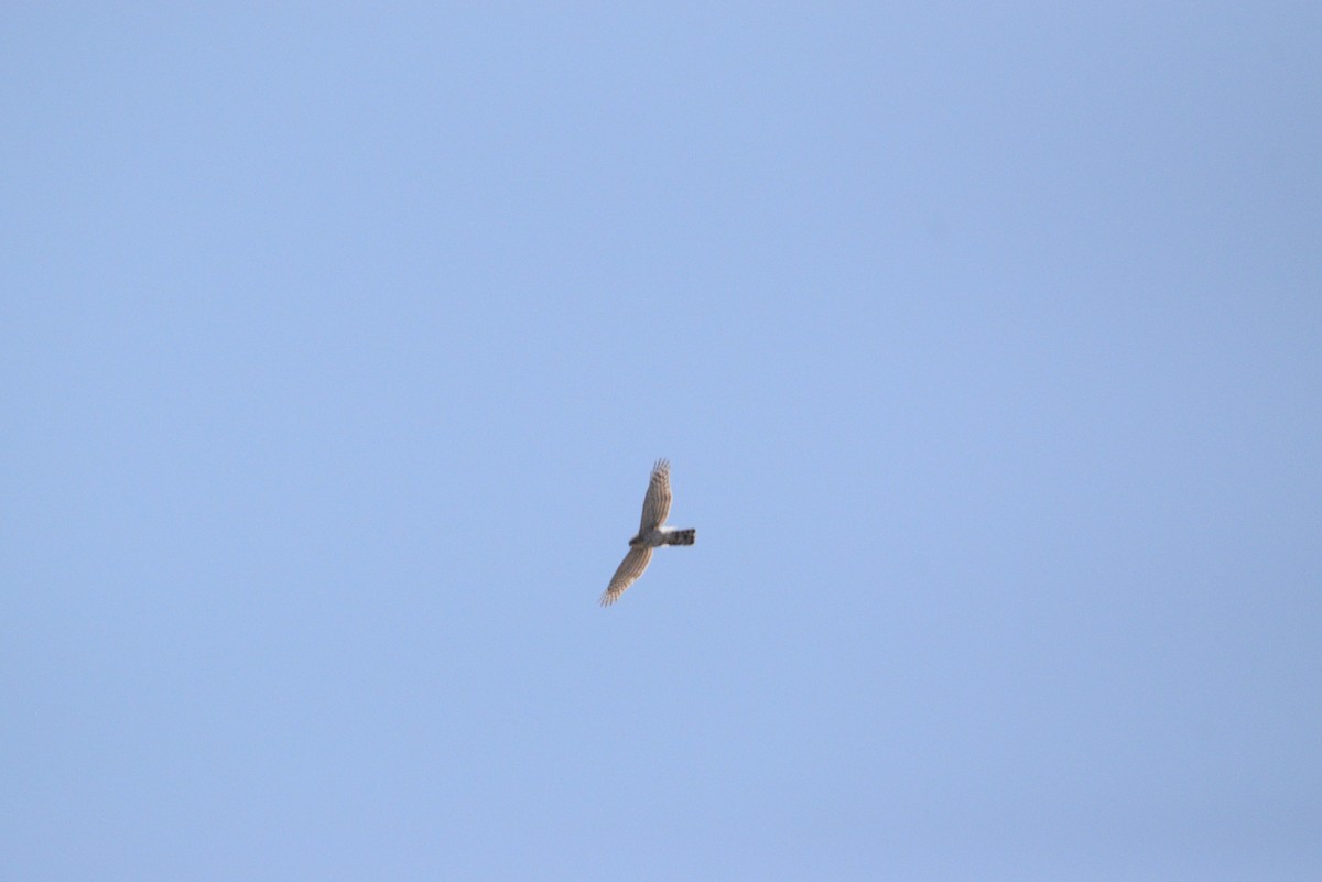 Sharp-shinned Hawk - ML489818641