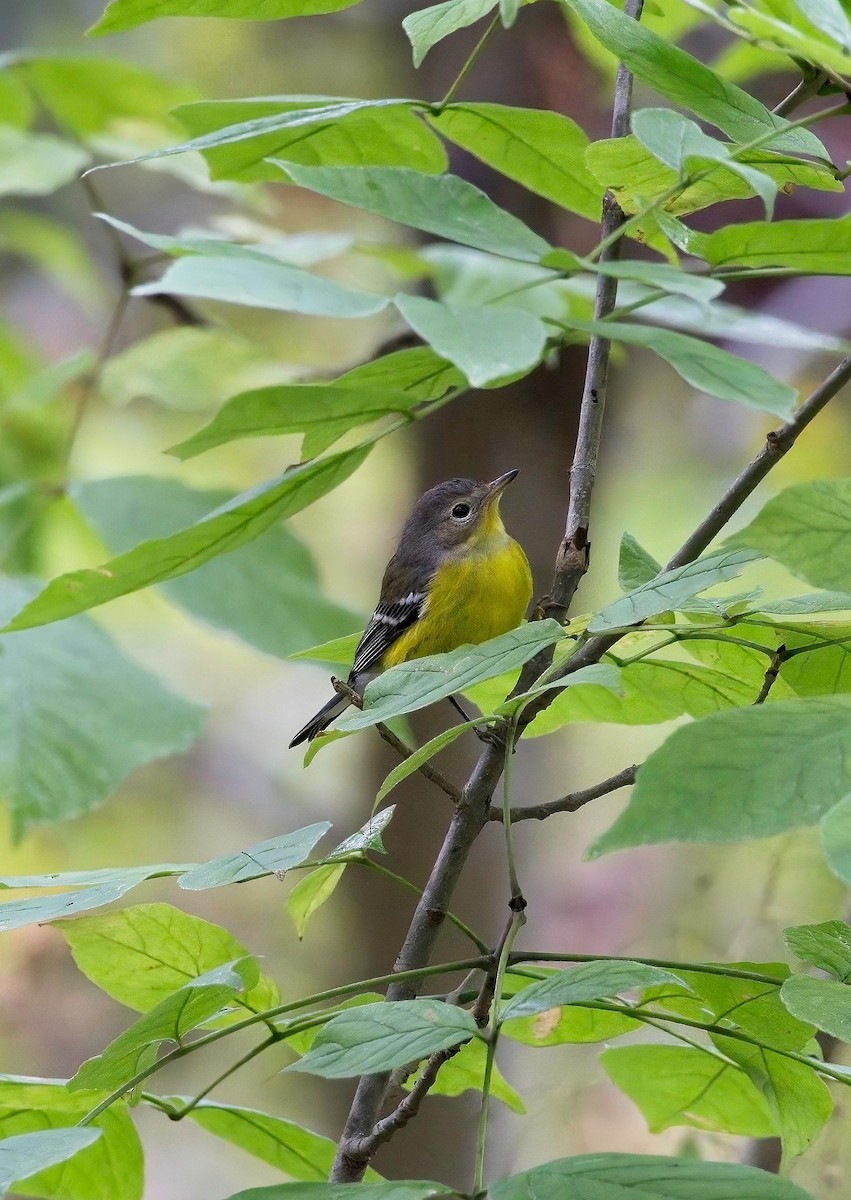 Magnolia Warbler - ML489819051