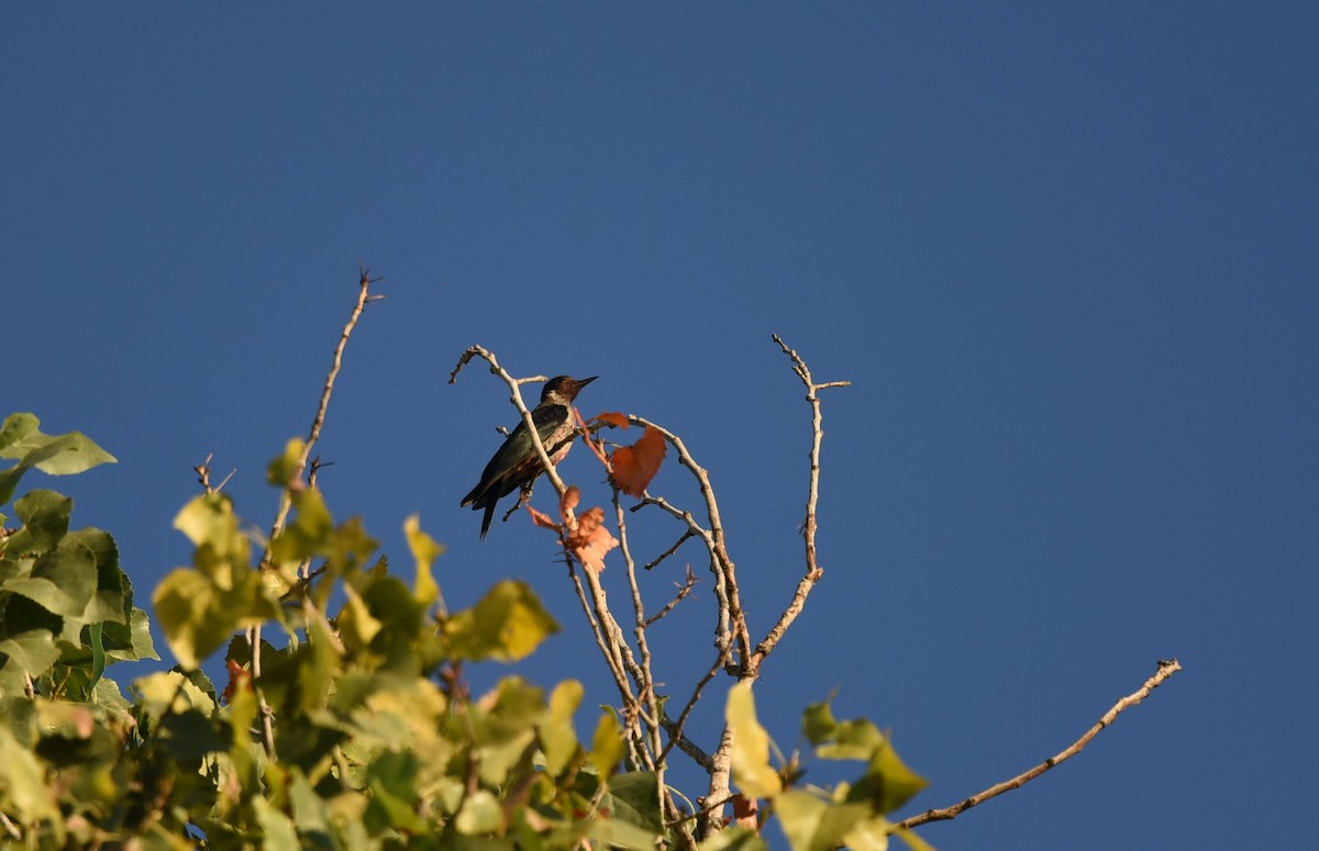 Lewis's Woodpecker - ML489819211