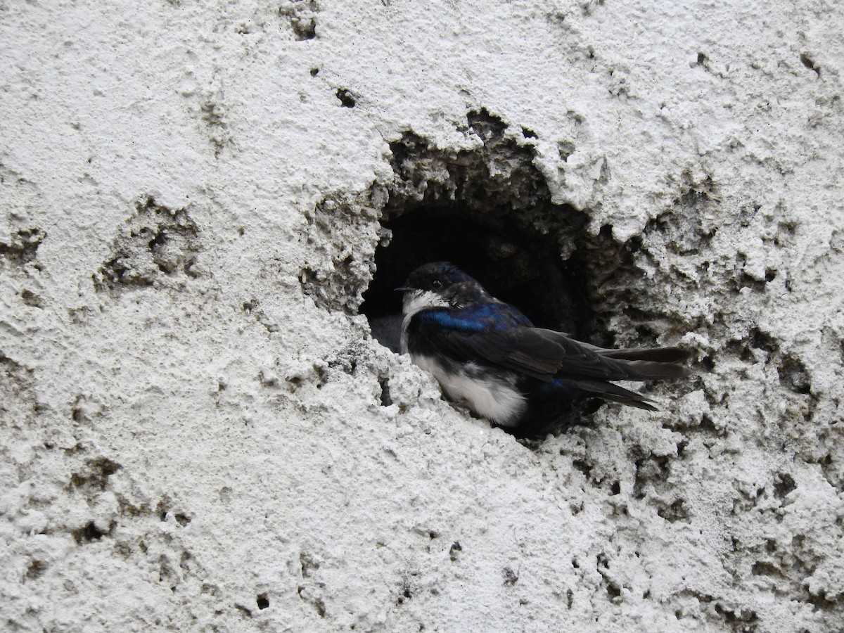 Blue-and-white Swallow - ML489819861