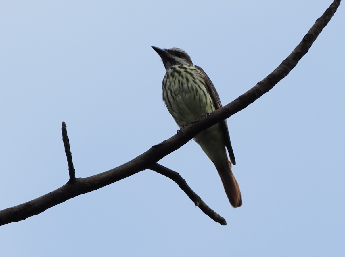 Sulphur-bellied Flycatcher - ML489820091