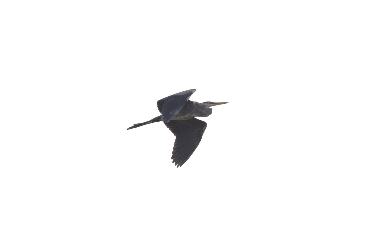 Great Blue Heron - ML489820161