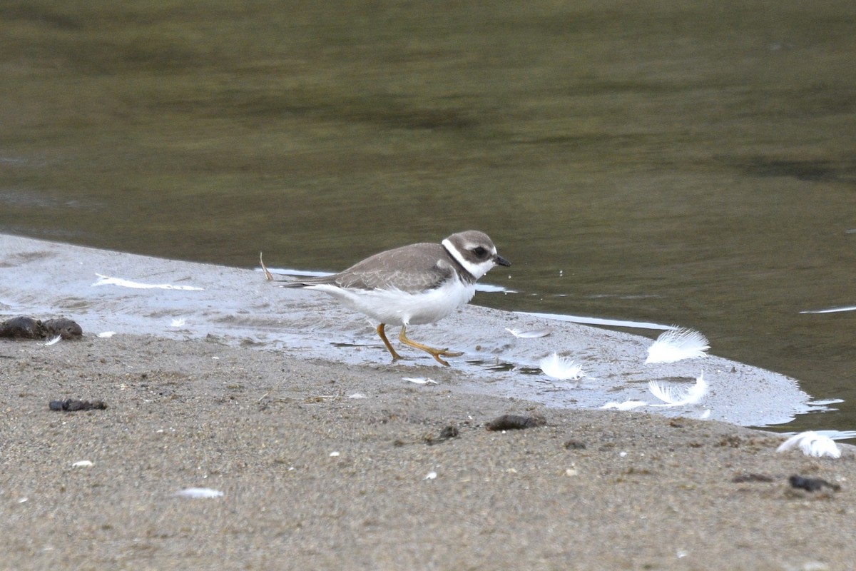 Semipalmated Plover - ML489820431