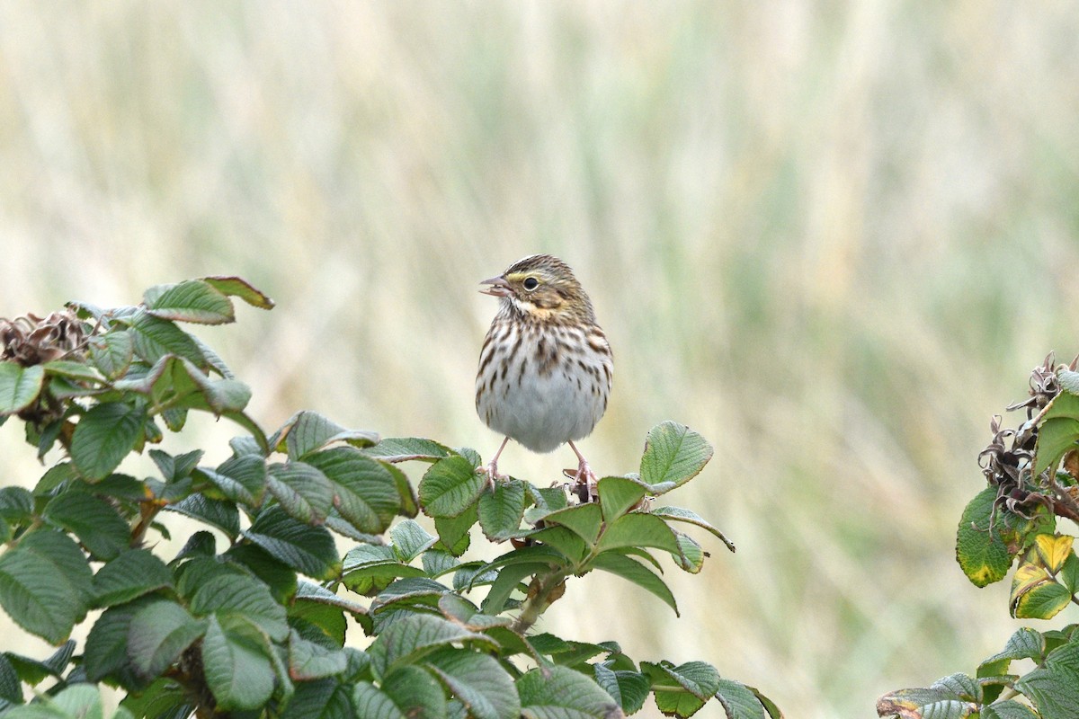 Savannah Sparrow - ML489820781