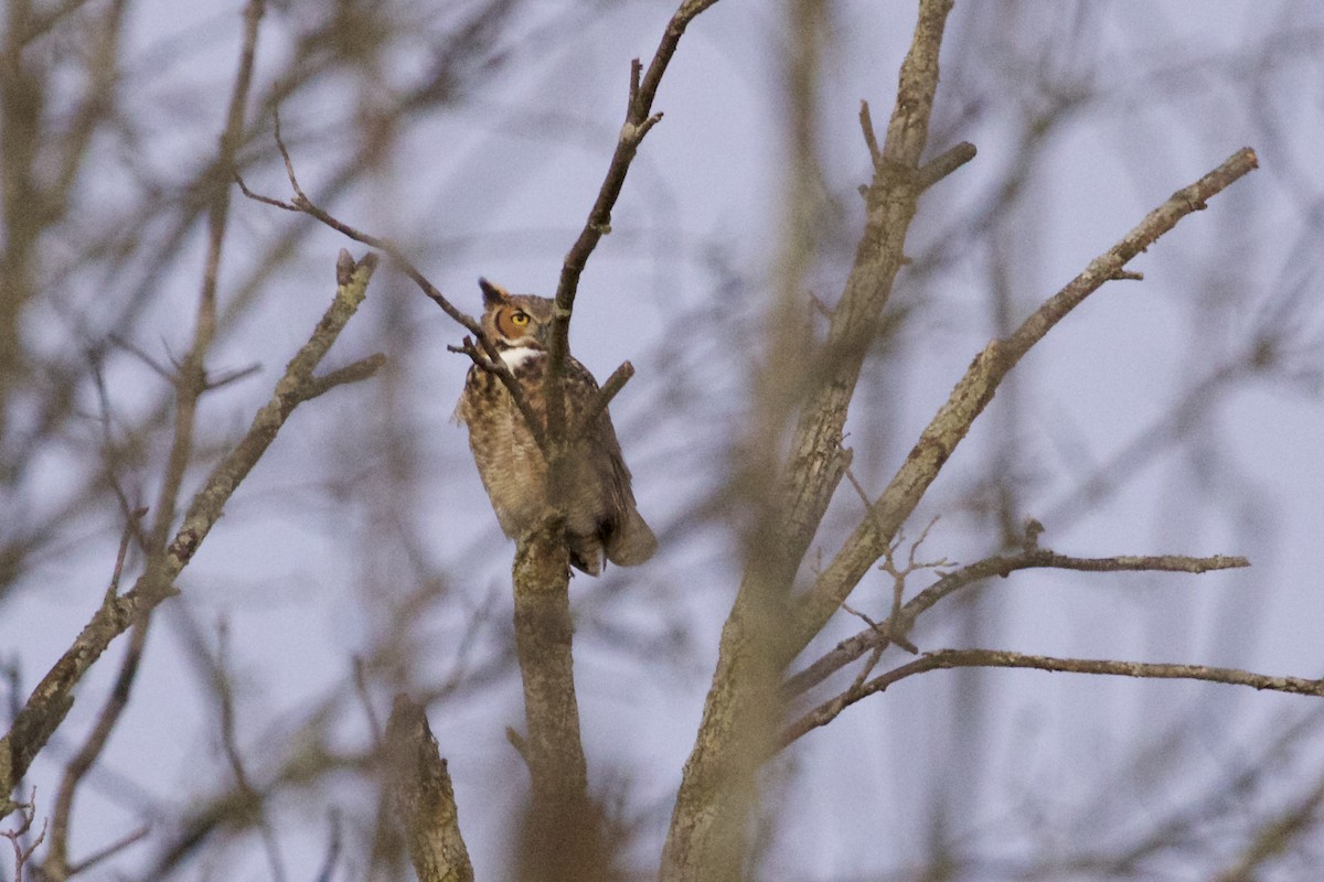 Great Horned Owl - ML489821091