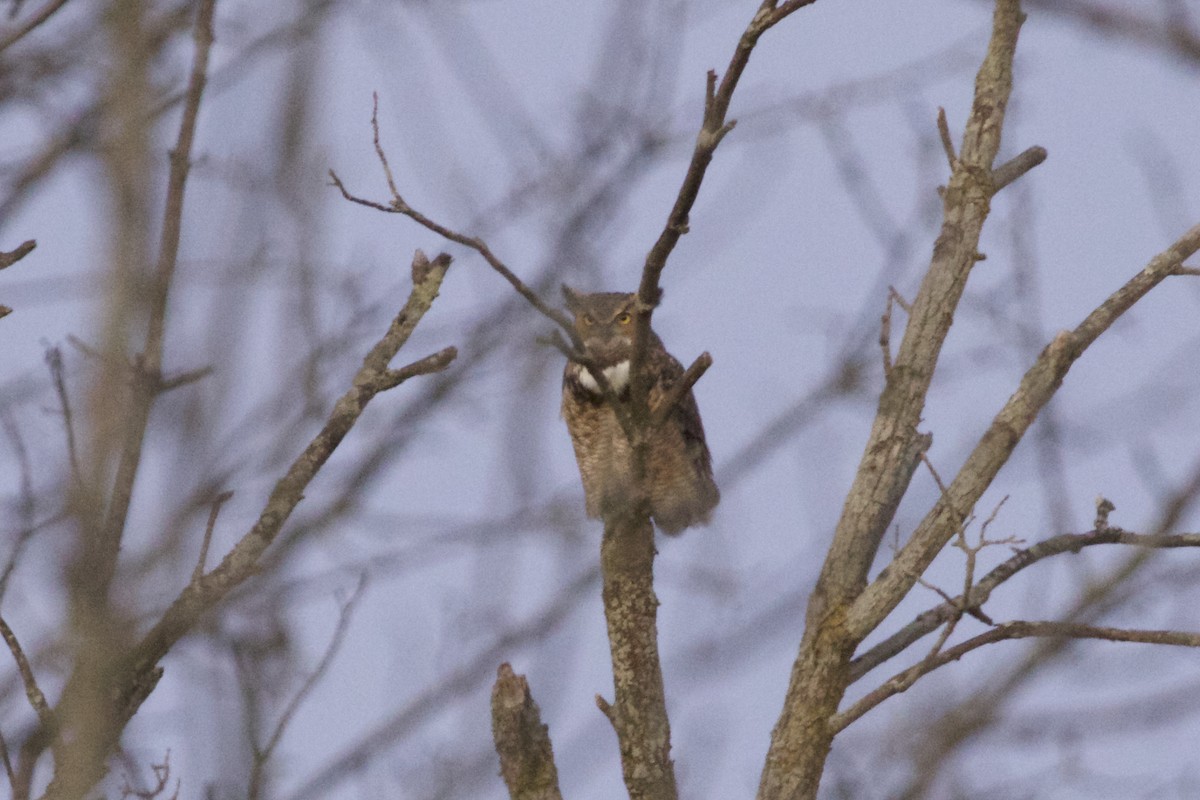 Great Horned Owl - ML489821101