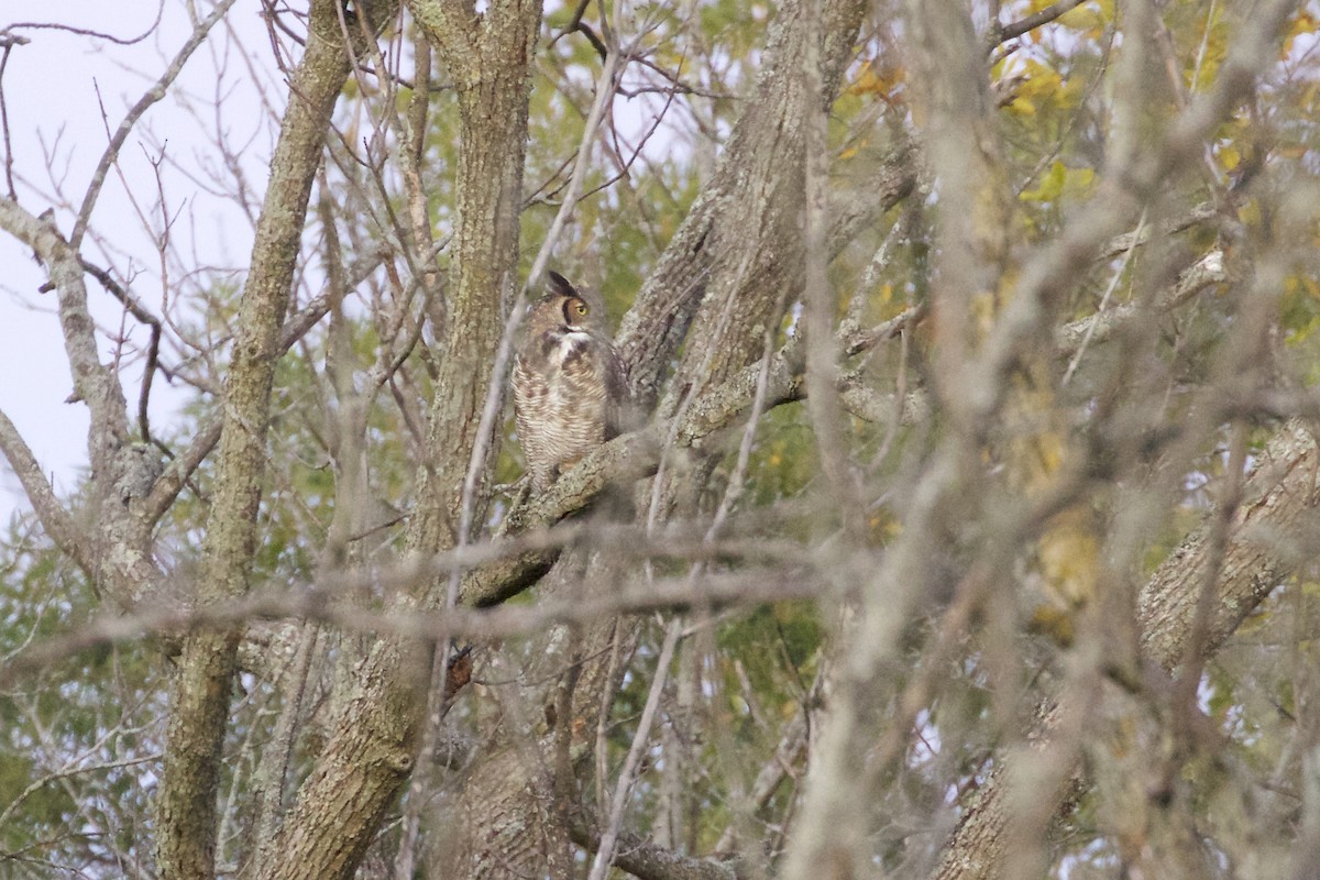 Great Horned Owl - ML489821111