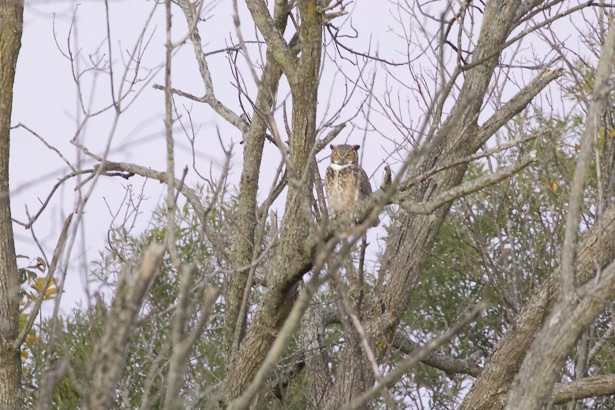 Great Horned Owl - ML489821121