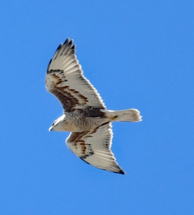 Ferruginous Hawk - ML489821141