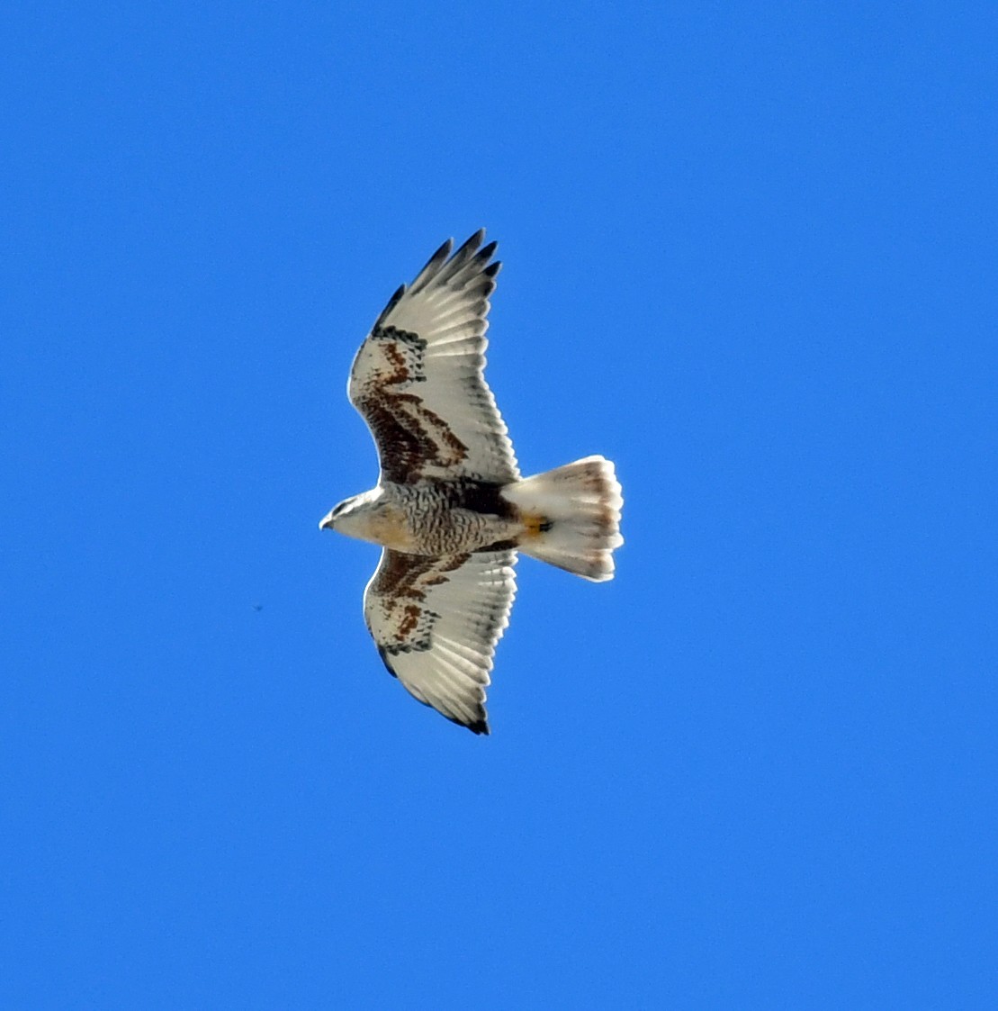 Ferruginous Hawk - ML489821151