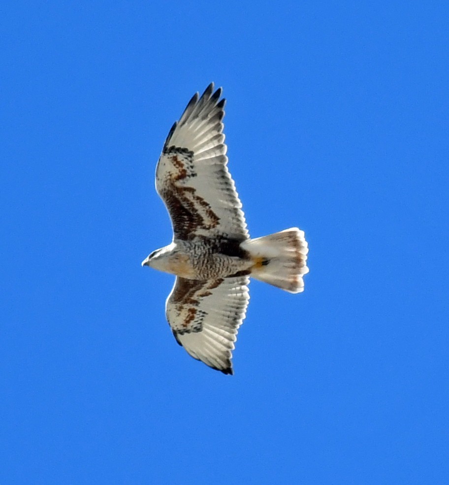 Ferruginous Hawk - ML489821161
