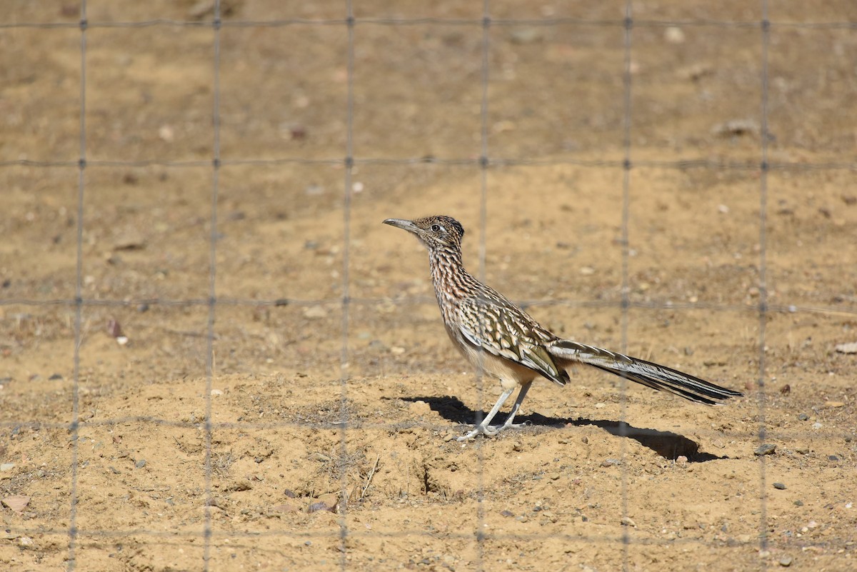 Greater Roadrunner - Sze On Ng (Aaron)