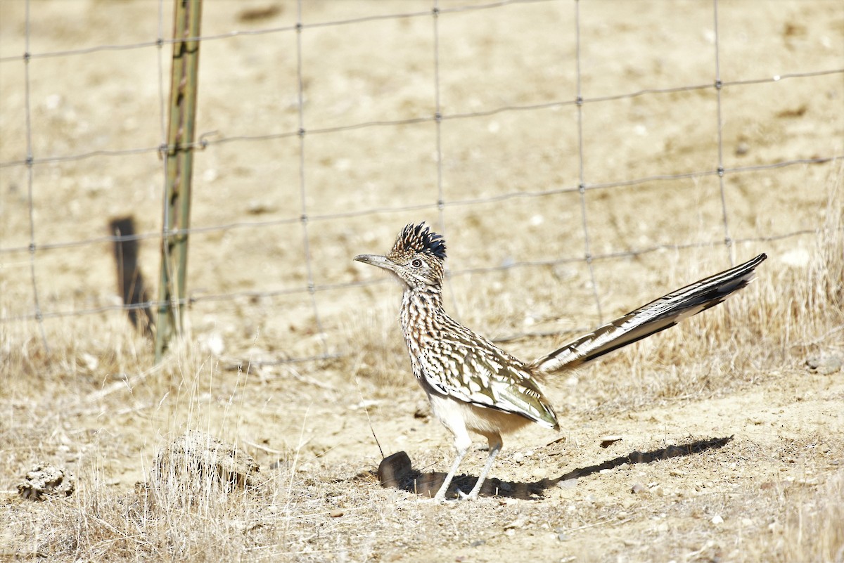 Greater Roadrunner - ML489821551