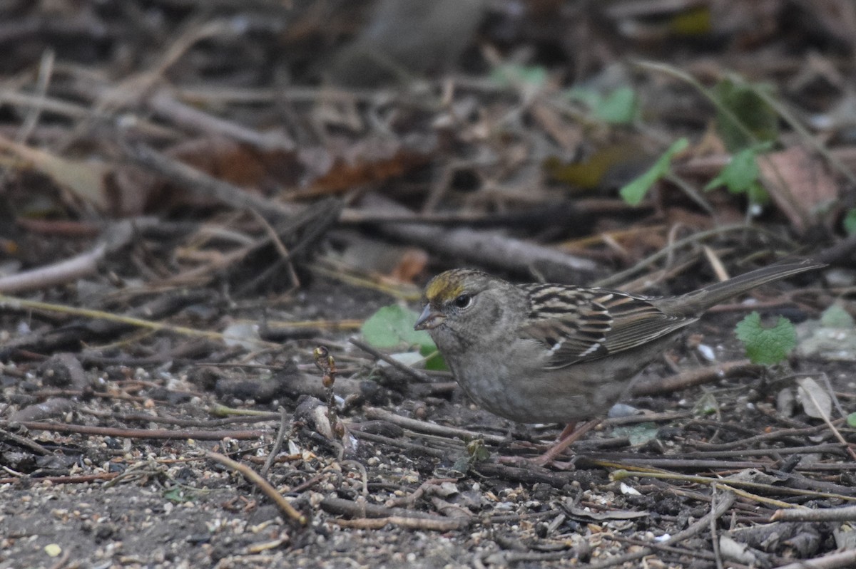 Golden-crowned Sparrow - ML489821681