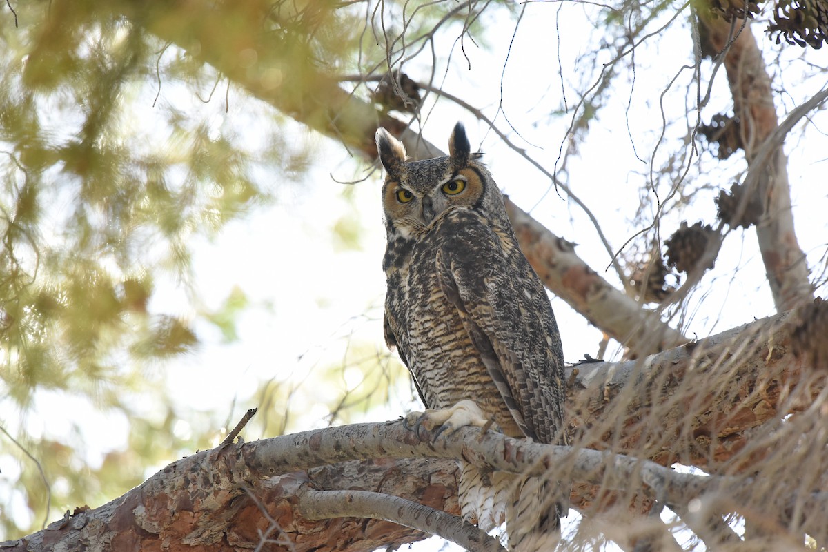 Great Horned Owl - ML489822351