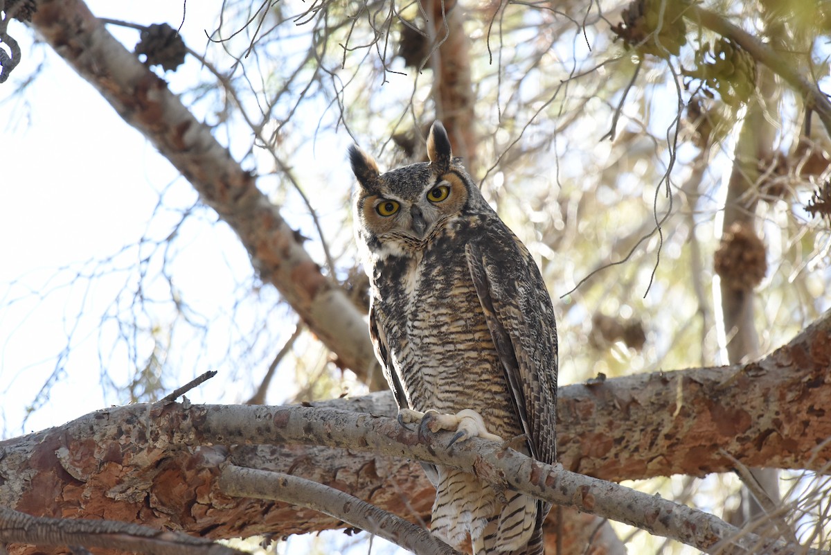 Great Horned Owl - ML489822361