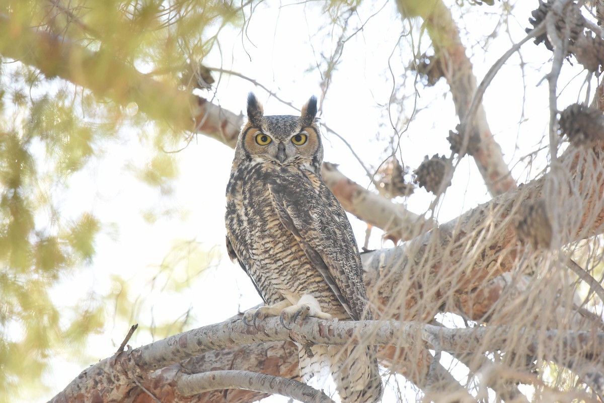 Great Horned Owl - ML489822371