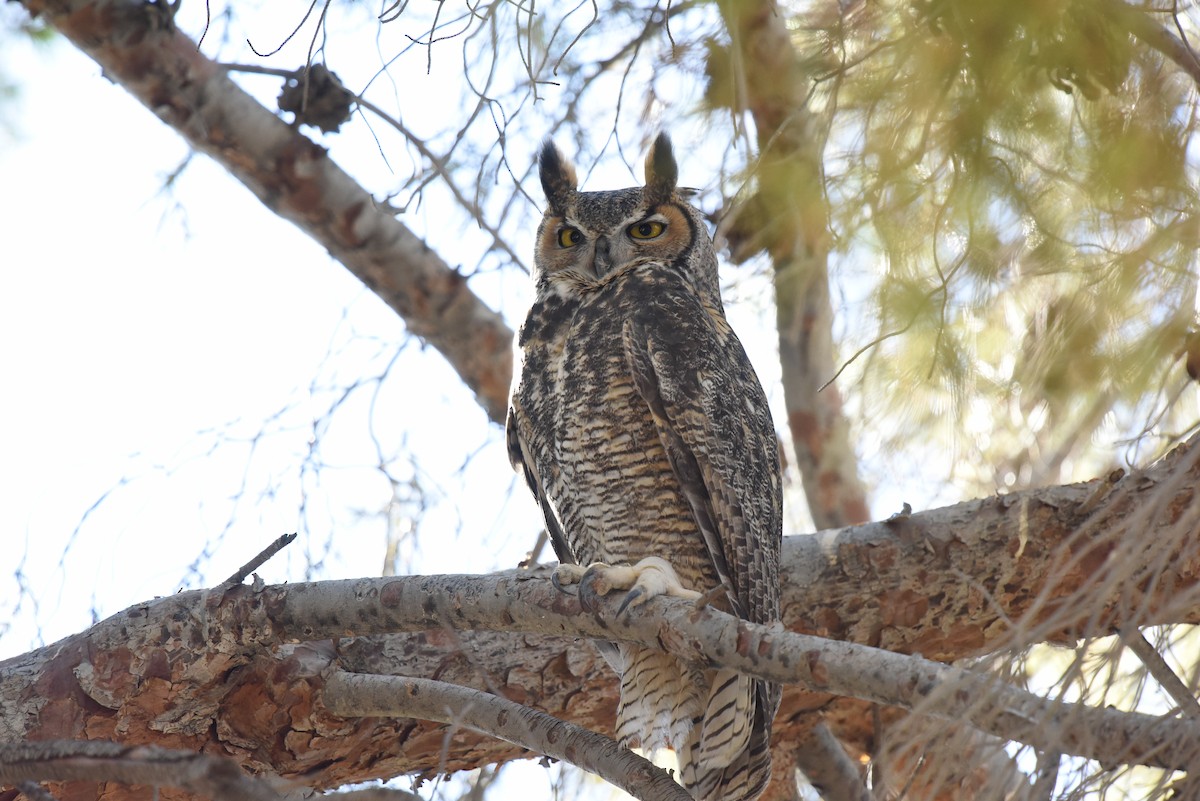 Great Horned Owl - ML489822381